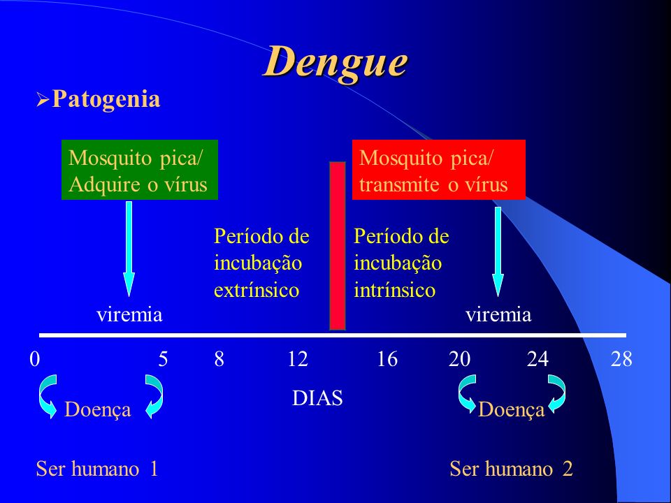 Dengue Patogenia Mosquito pica/ Adquire o vírus