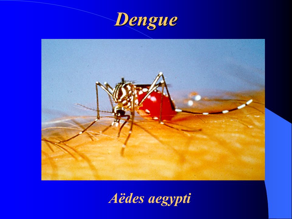 Dengue Aëdes aegypti