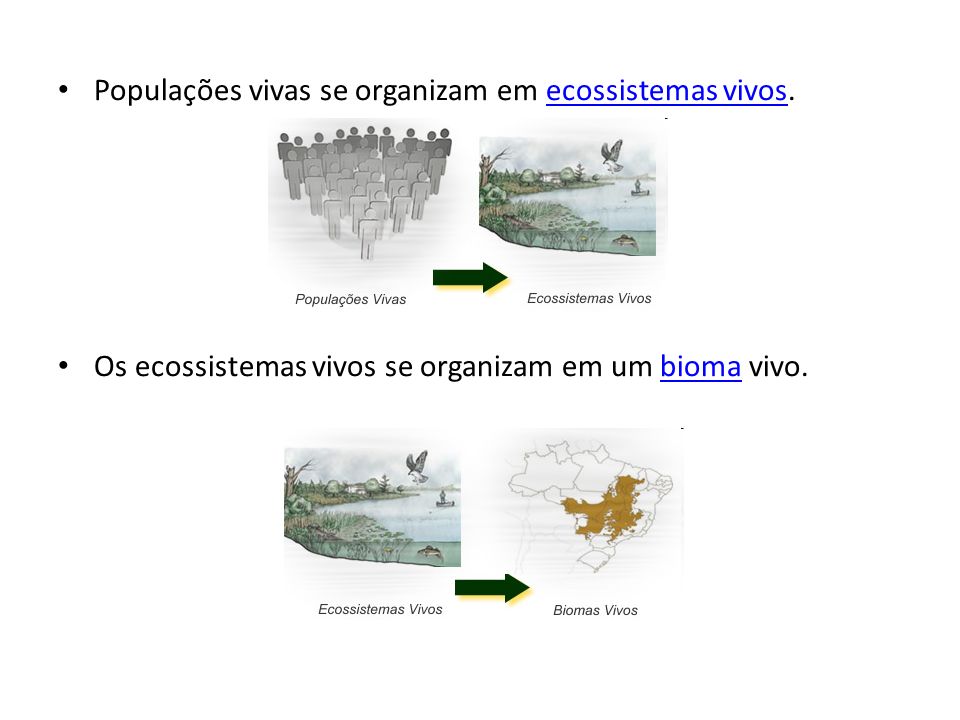 Populações vivas se organizam em ecossistemas vivos.