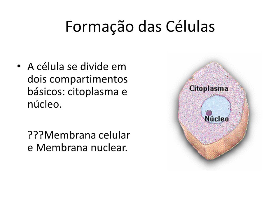 Formação das Células A célula se divide em dois compartimentos básicos: citoplasma e núcleo.