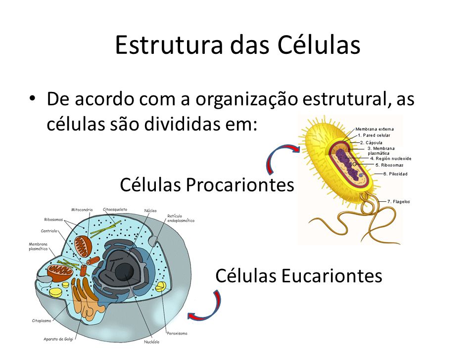 Estrutura das Células De acordo com a organização estrutural, as células são divididas em: Células Procariontes.