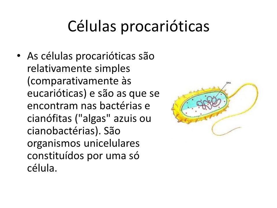 Células procarióticas