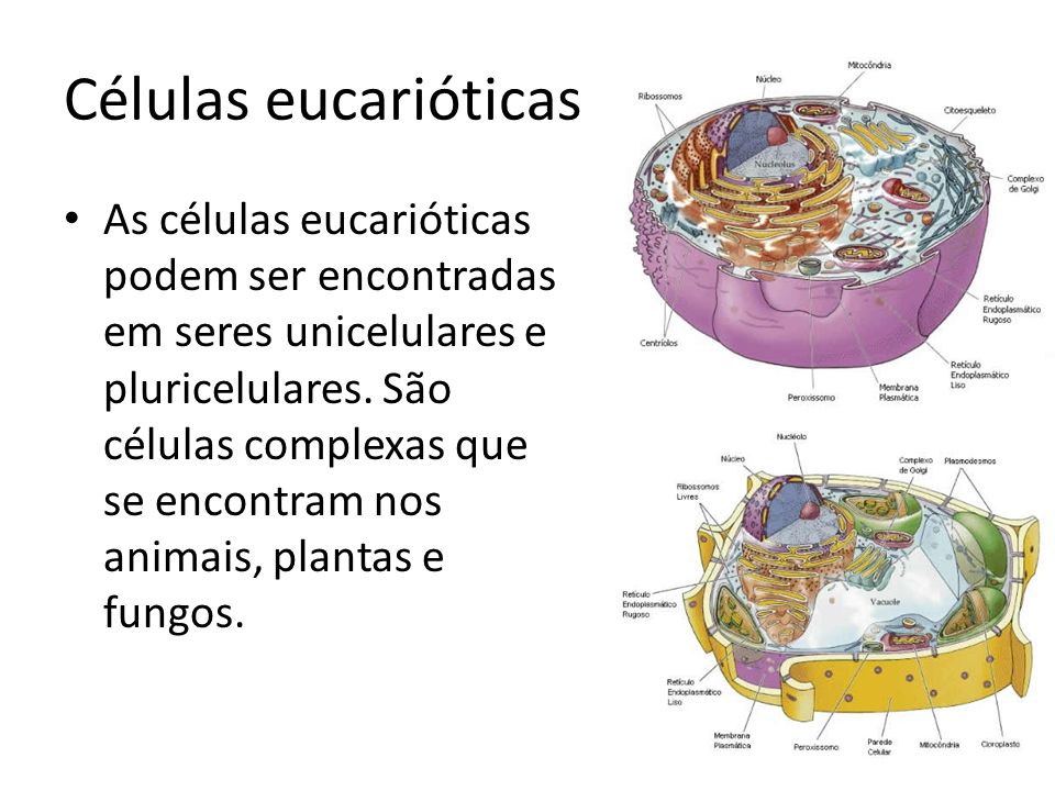 Células eucarióticas