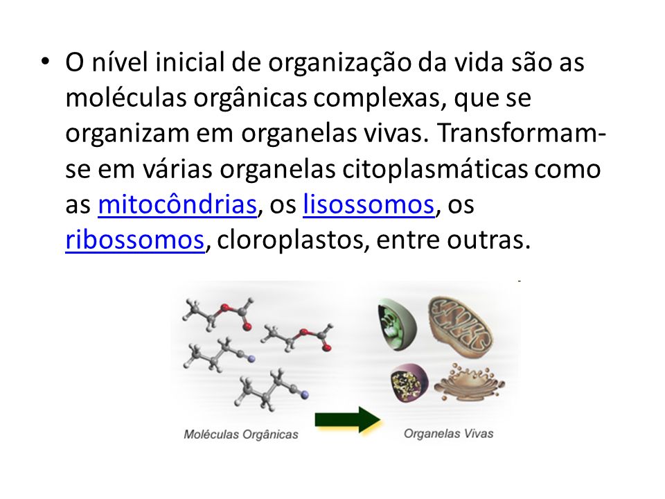 O nível inicial de organização da vida são as moléculas orgânicas complexas, que se organizam em organelas vivas.