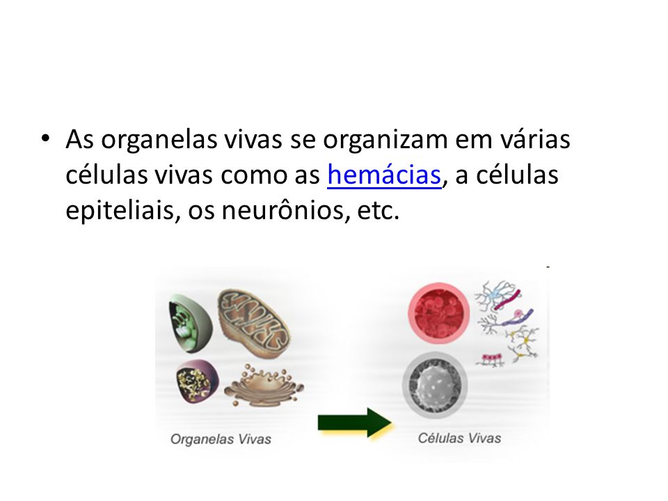As organelas vivas se organizam em várias células vivas como as hemácias, a células epiteliais, os neurônios, etc.