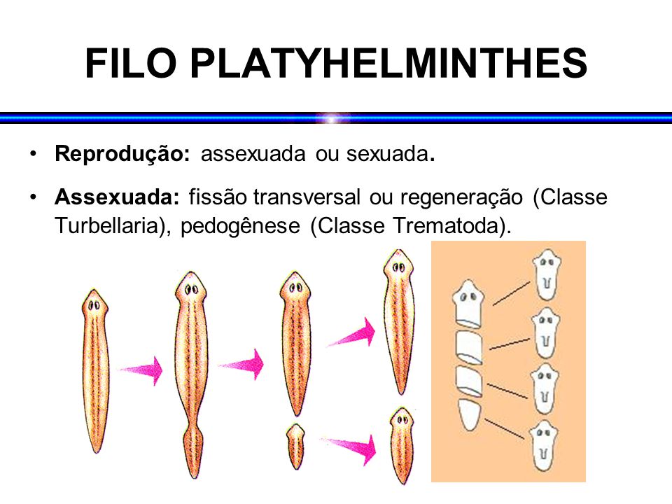 filo de platyhelminthes habitat)
