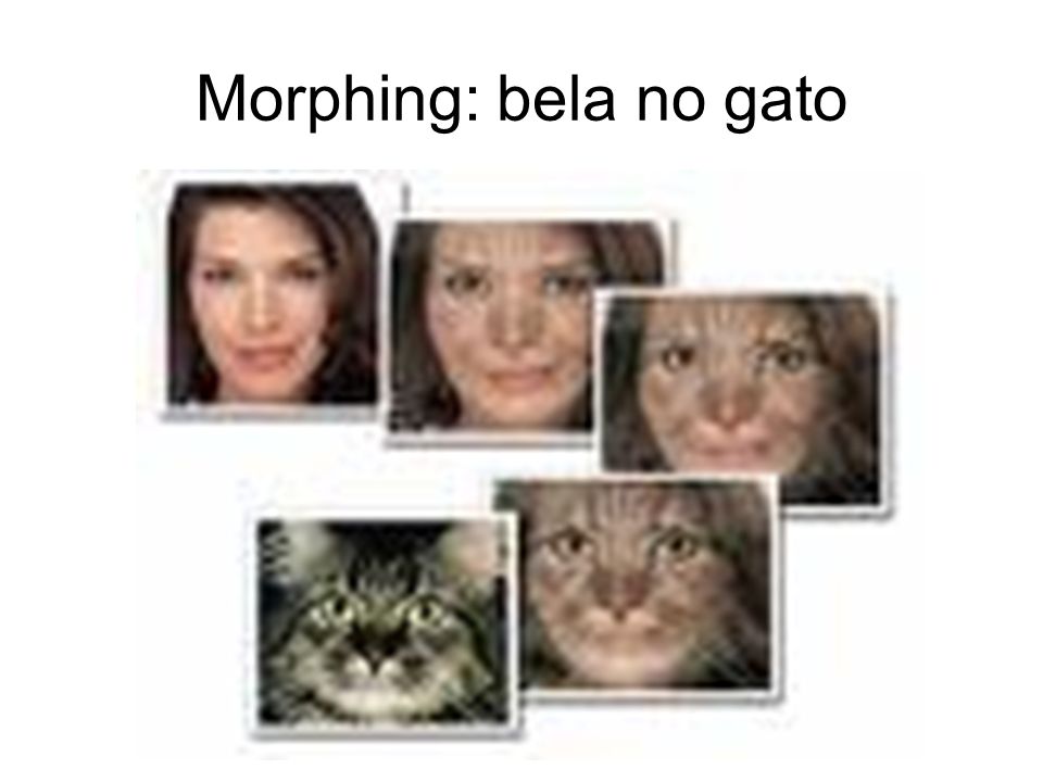 Morphing: bela no gato