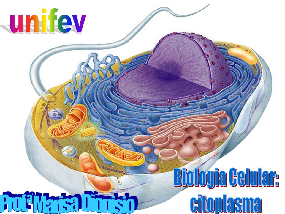 unifev Biologia Celular: citoplasma Prof.ª Marisa Dionisio