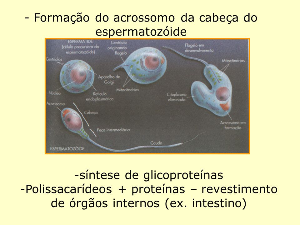 - Formação do acrossomo da cabeça do espermatozóide