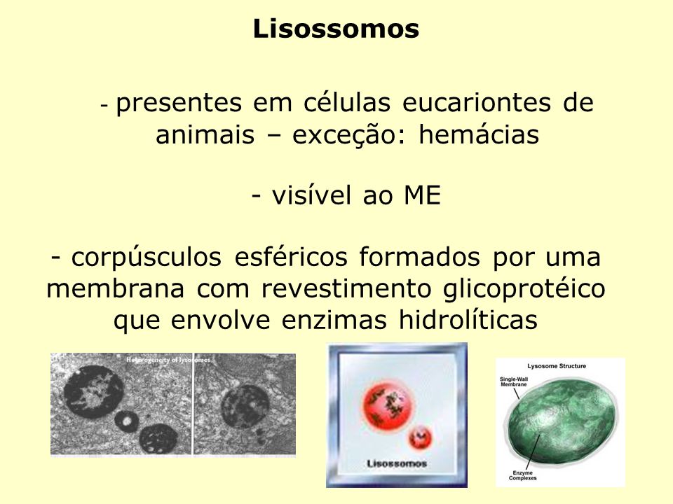 - presentes em células eucariontes de animais – exceção: hemácias
