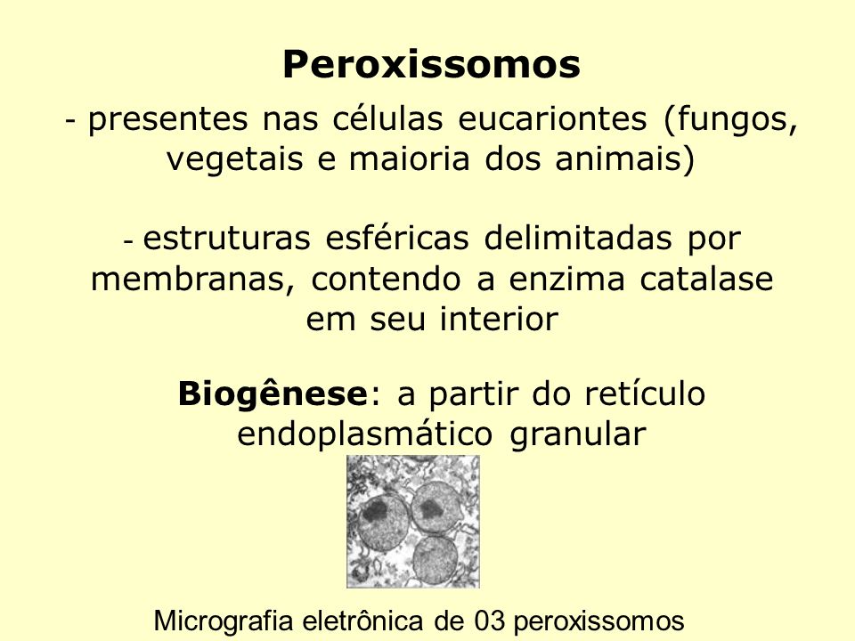 Biogênese: a partir do retículo endoplasmático granular