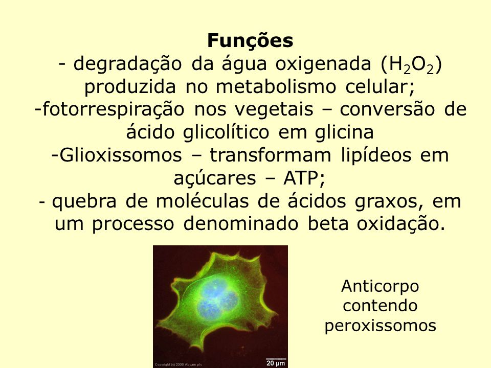 Glioxissomos – transformam lipídeos em açúcares – ATP;