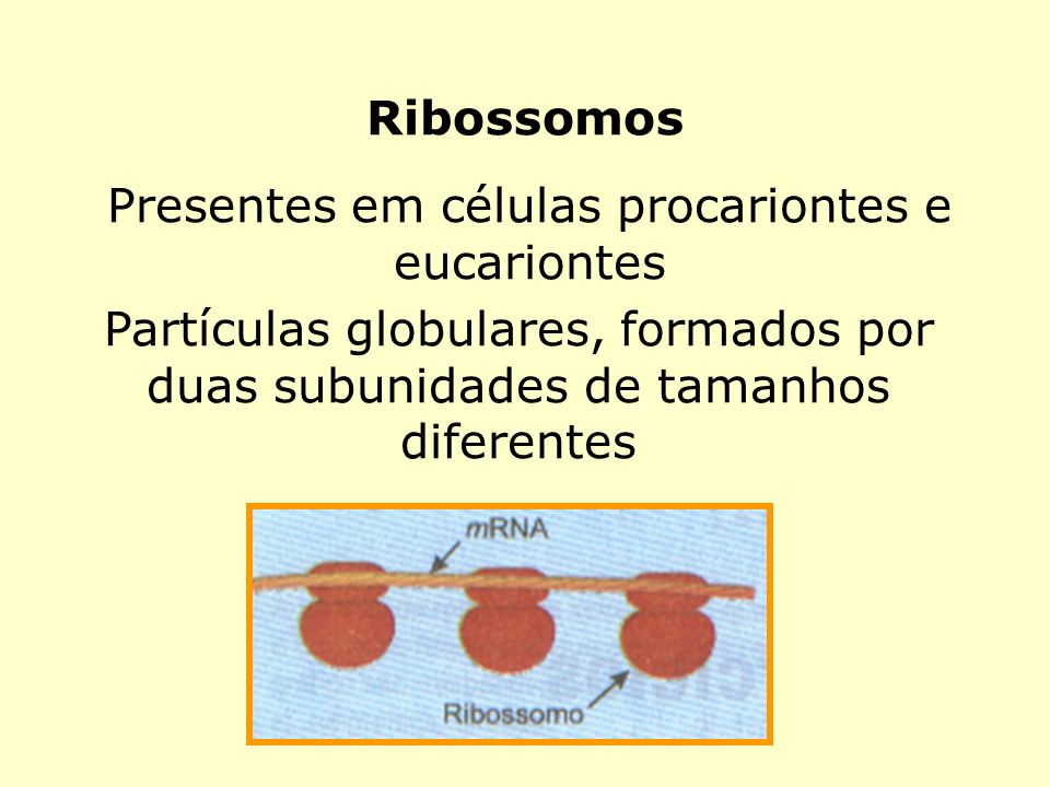 Presentes em células procariontes e eucariontes