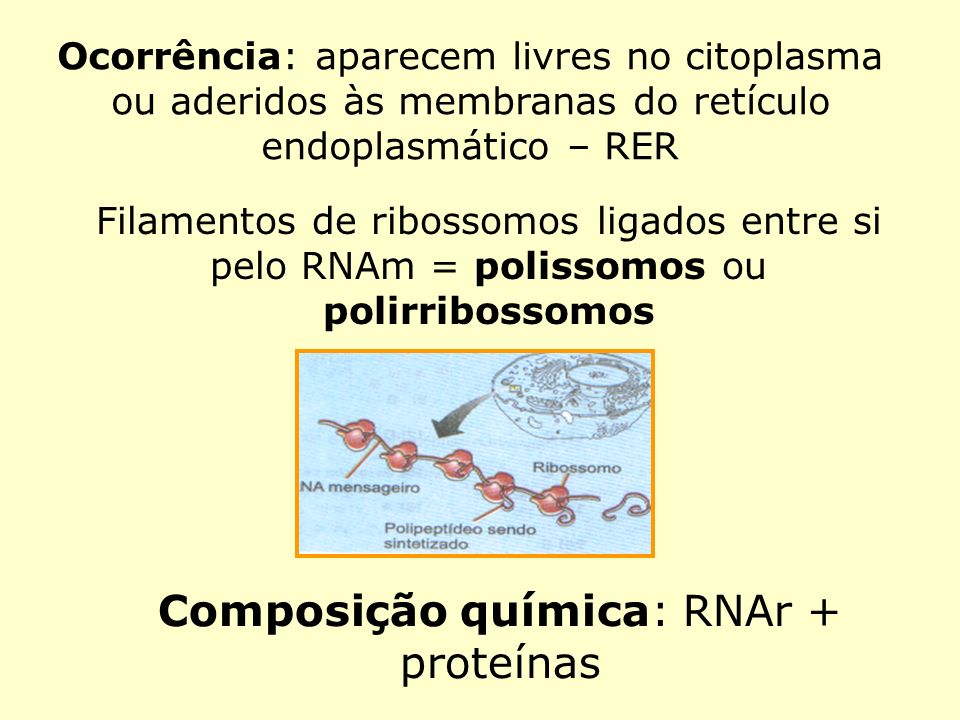 Composição química: RNAr + proteínas