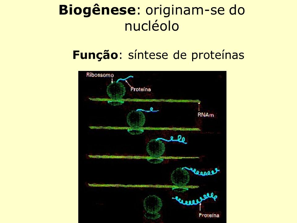 Biogênese: originam-se do nucléolo