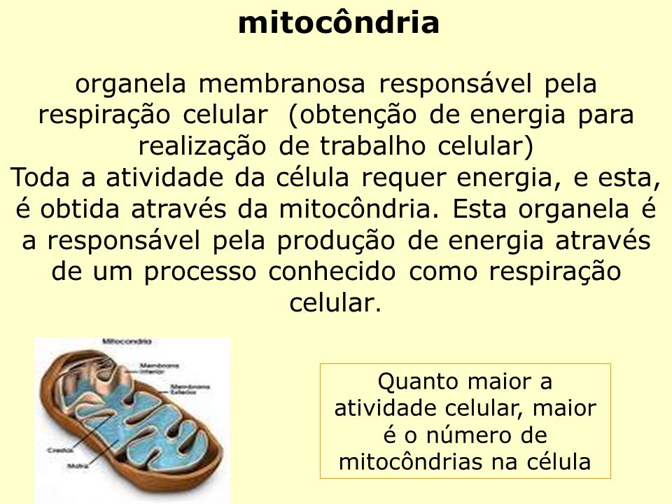 mitocôndria organela membranosa responsável pela respiração celular (obtenção de energia para realização de trabalho celular)