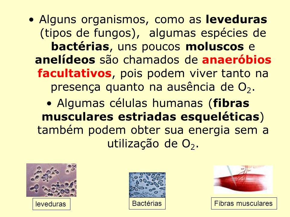 Alguns organismos, como as leveduras (tipos de fungos), algumas espécies de bactérias, uns poucos moluscos e anelídeos são chamados de anaeróbios facultativos, pois podem viver tanto na presença quanto na ausência de O2.