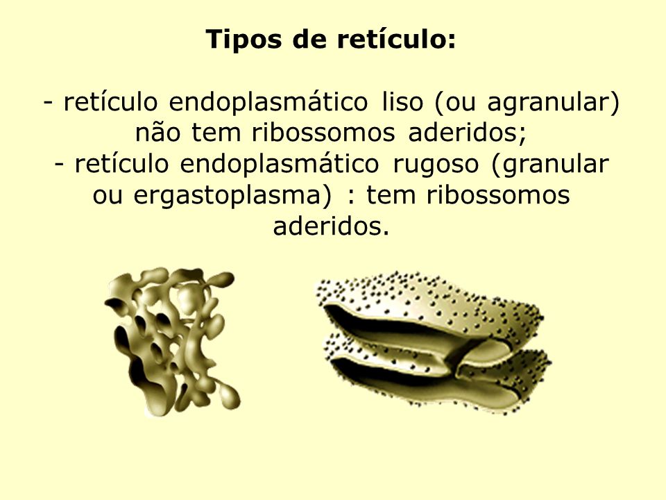 Tipos de retículo: - retículo endoplasmático liso (ou agranular) não tem ribossomos aderidos;