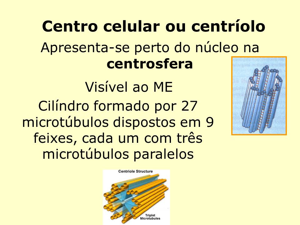 Centro celular ou centríolo