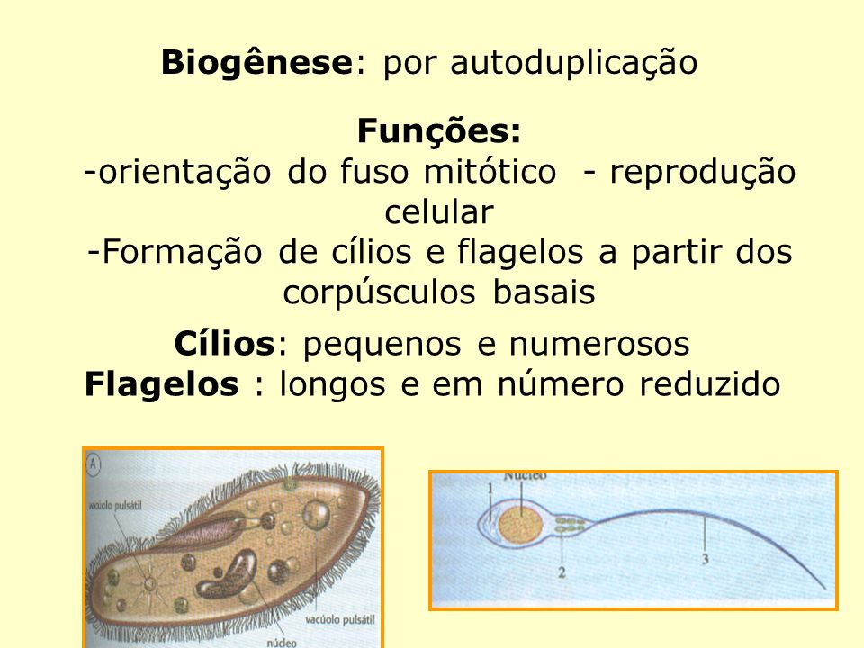 Biogênese: por autoduplicação