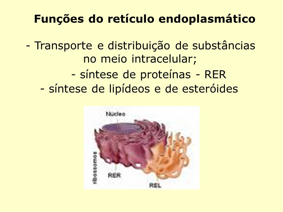 Funções do retículo endoplasmático