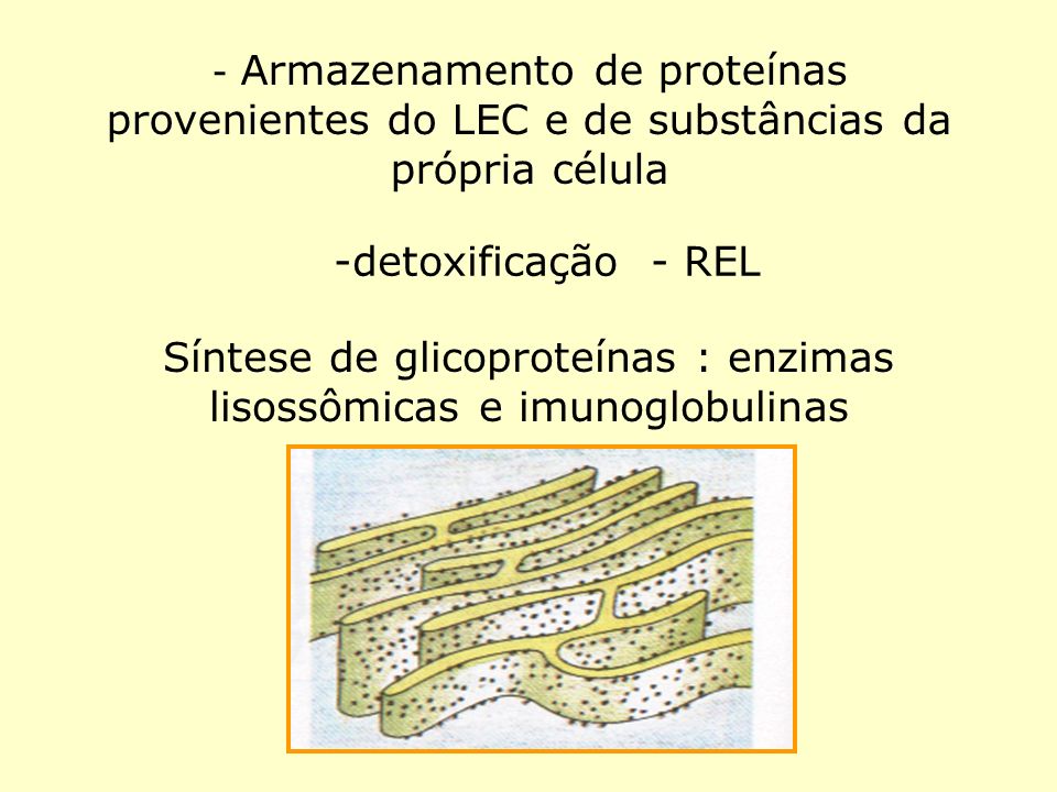 Síntese de glicoproteínas : enzimas lisossômicas e imunoglobulinas
