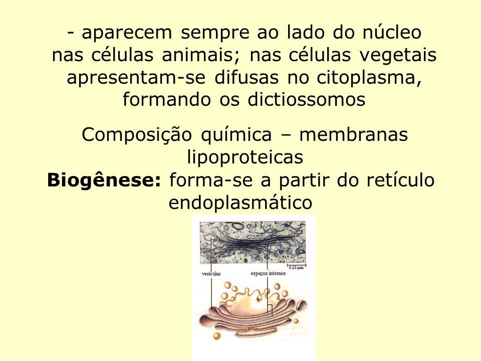 Composição química – membranas lipoproteicas