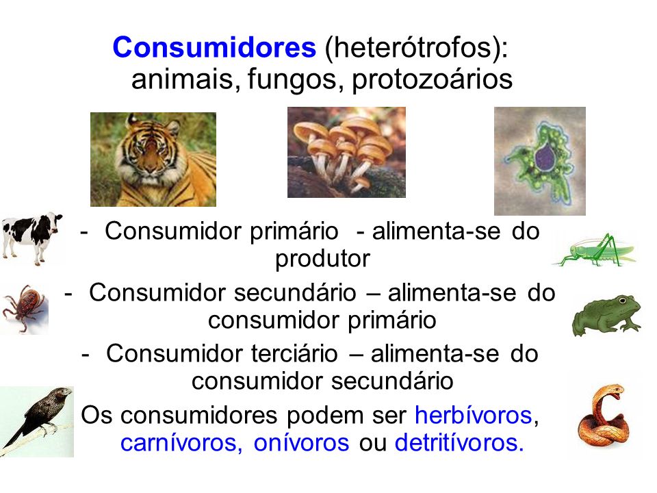Consumidores (heterótrofos): animais, fungos, protozoários