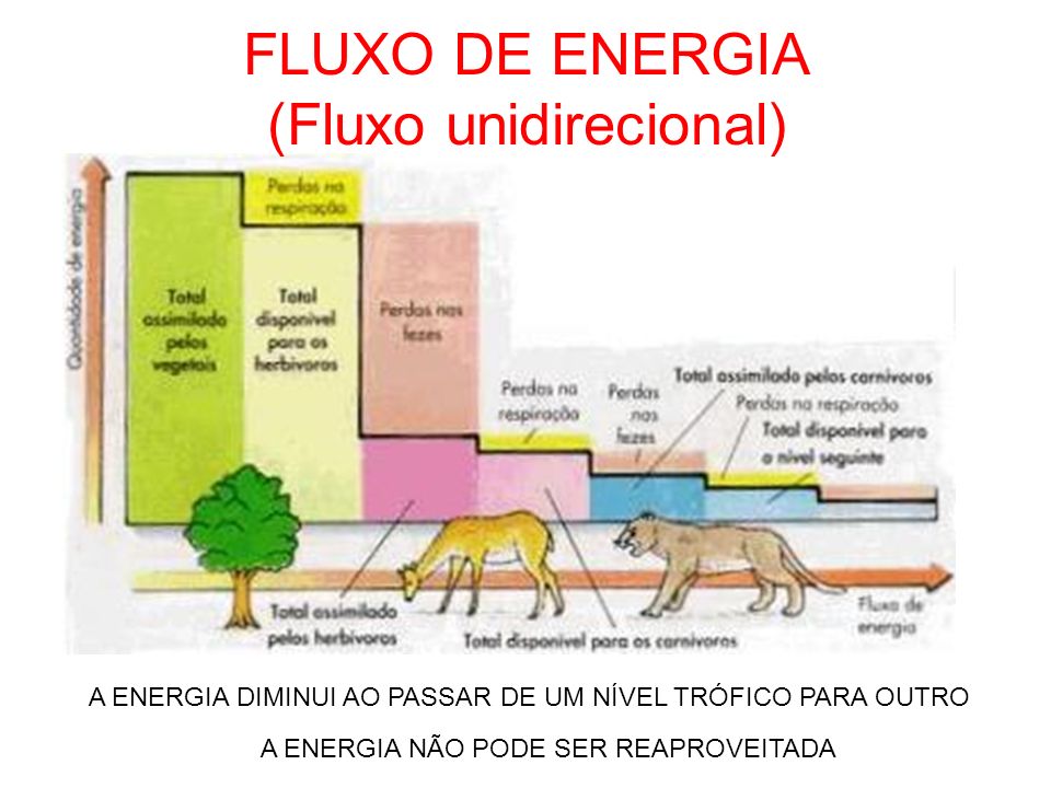 FLUXO DE ENERGIA (Fluxo unidirecional)