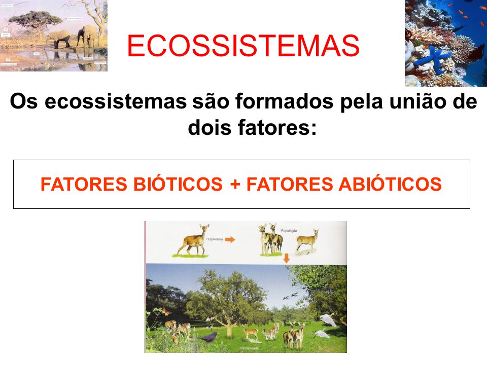 ECOSSISTEMAS Os ecossistemas são formados pela união de dois fatores: