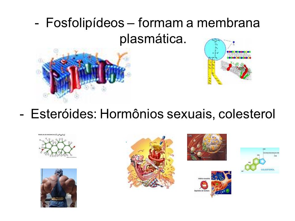 Fosfolipídeos – formam a membrana plasmática.