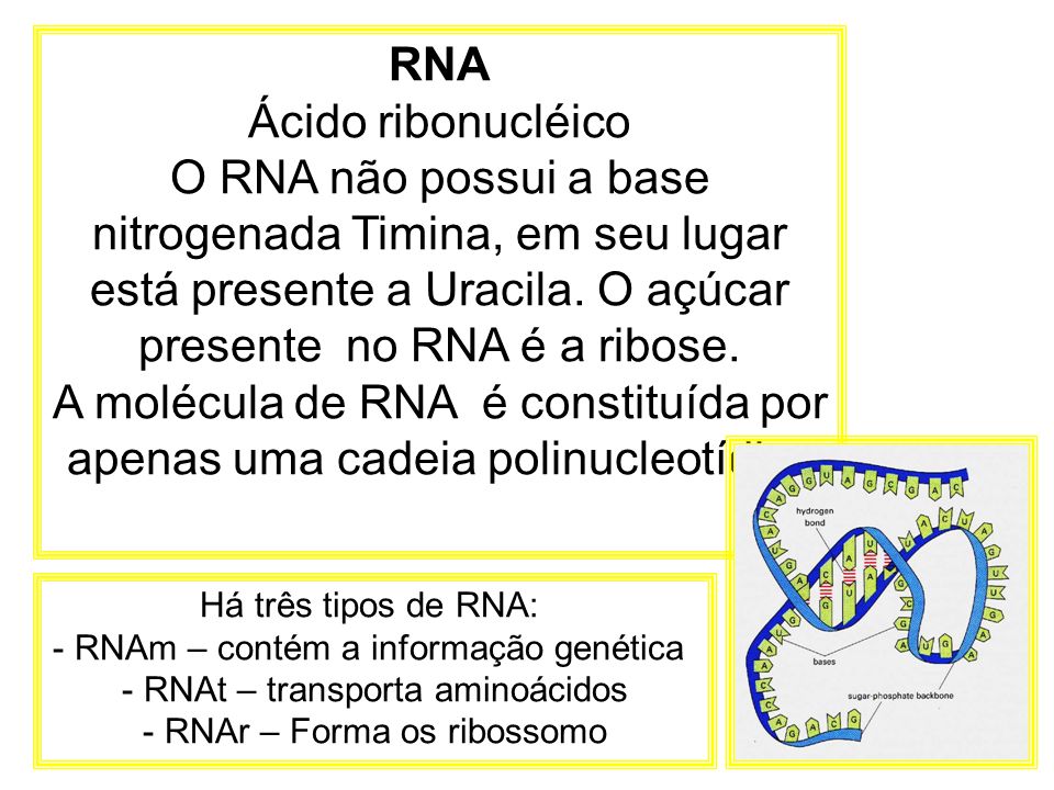 A molécula de RNA é constituída por apenas uma cadeia polinucleotídica
