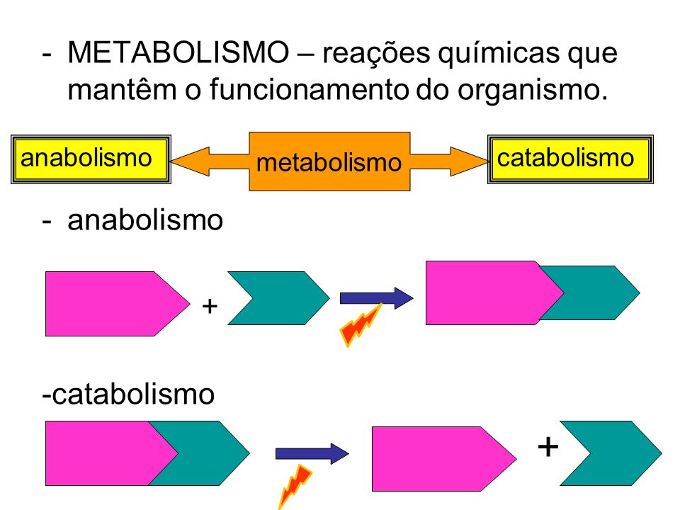 METABOLISMO – reações químicas que mantêm o funcionamento do organismo.