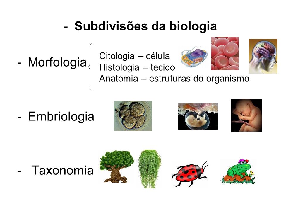 Subdivisões da biologia