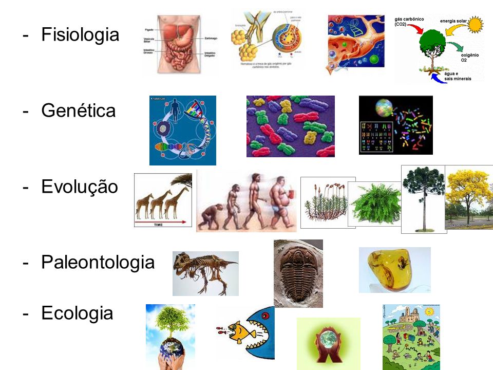 Fisiologia Genética Evolução Paleontologia Ecologia