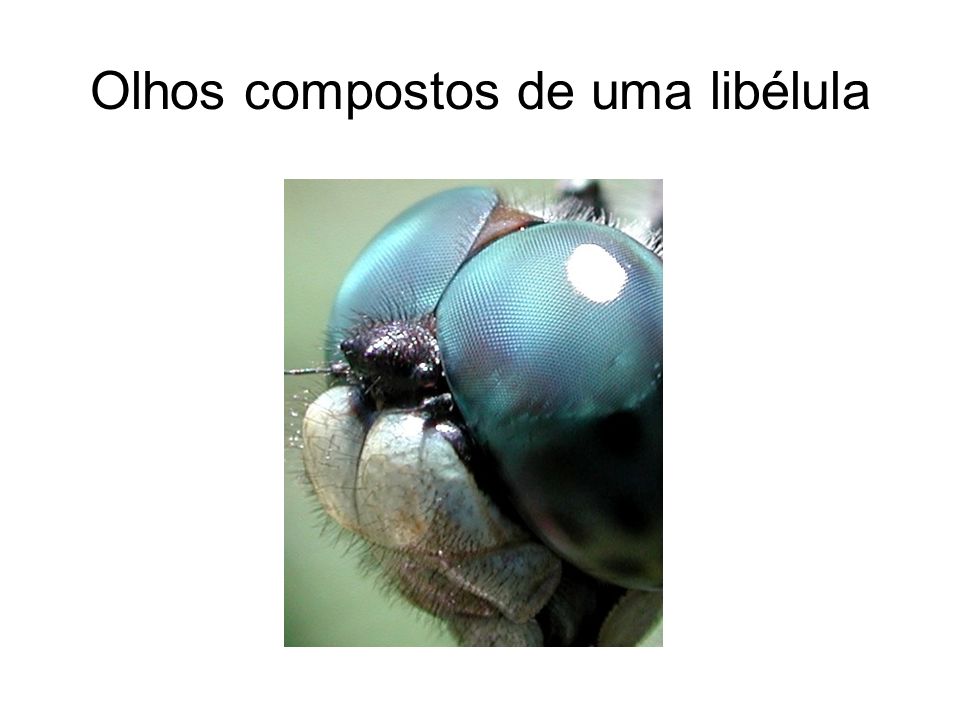 Olhos compostos de uma libélula