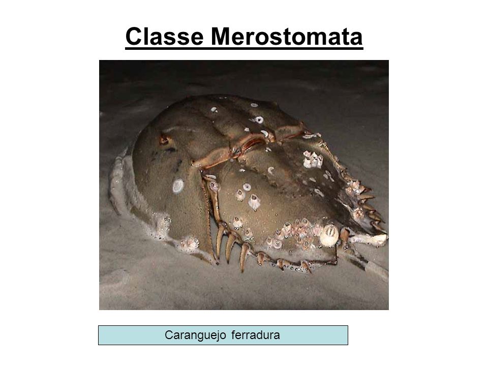 Classe Merostomata Caranguejo ferradura