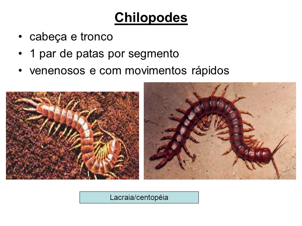 Chilopodes cabeça e tronco 1 par de patas por segmento