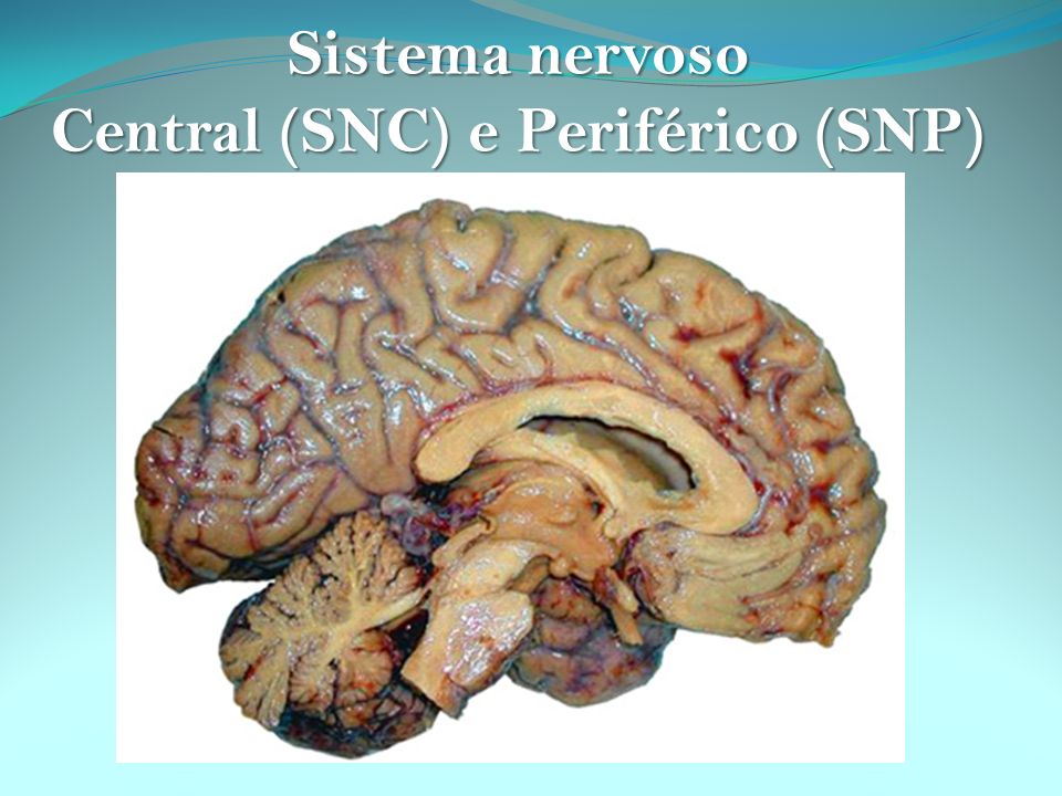Central (SNC) e Periférico (SNP)