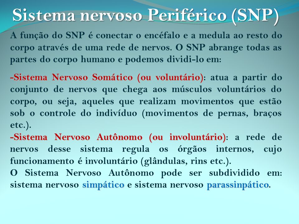 Sistema nervoso Periférico (SNP)