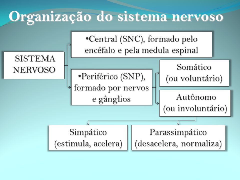 Organização do sistema nervoso