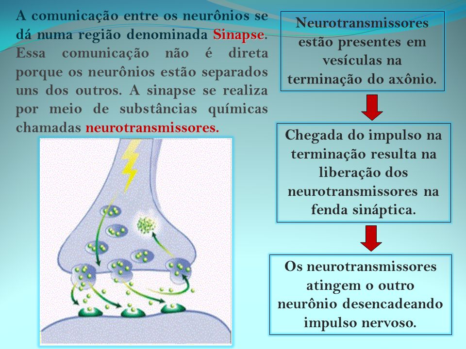 A comunicação entre os neurônios se dá numa região denominada Sinapse