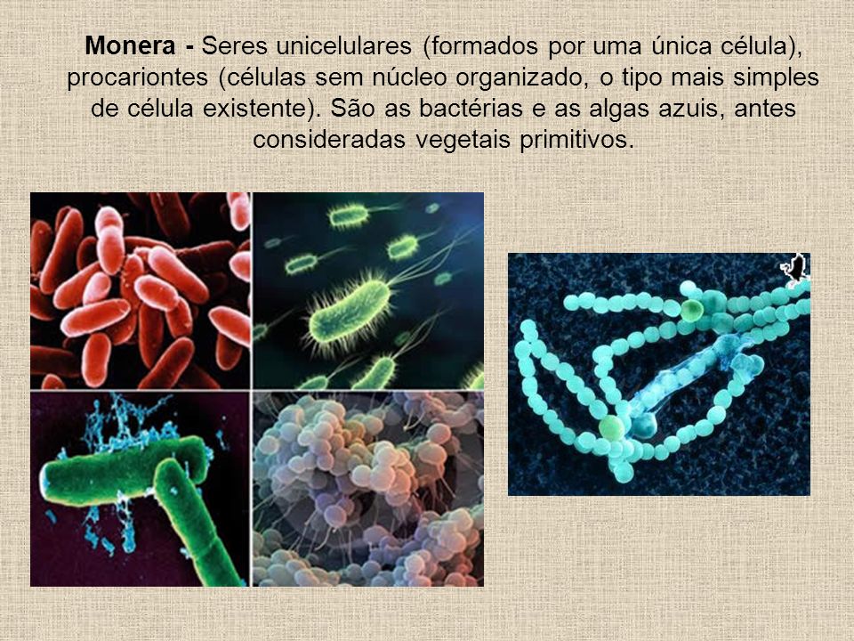 Monera - Seres unicelulares (formados por uma única célula), procariontes (células sem núcleo organizado, o tipo mais simples de célula existente).