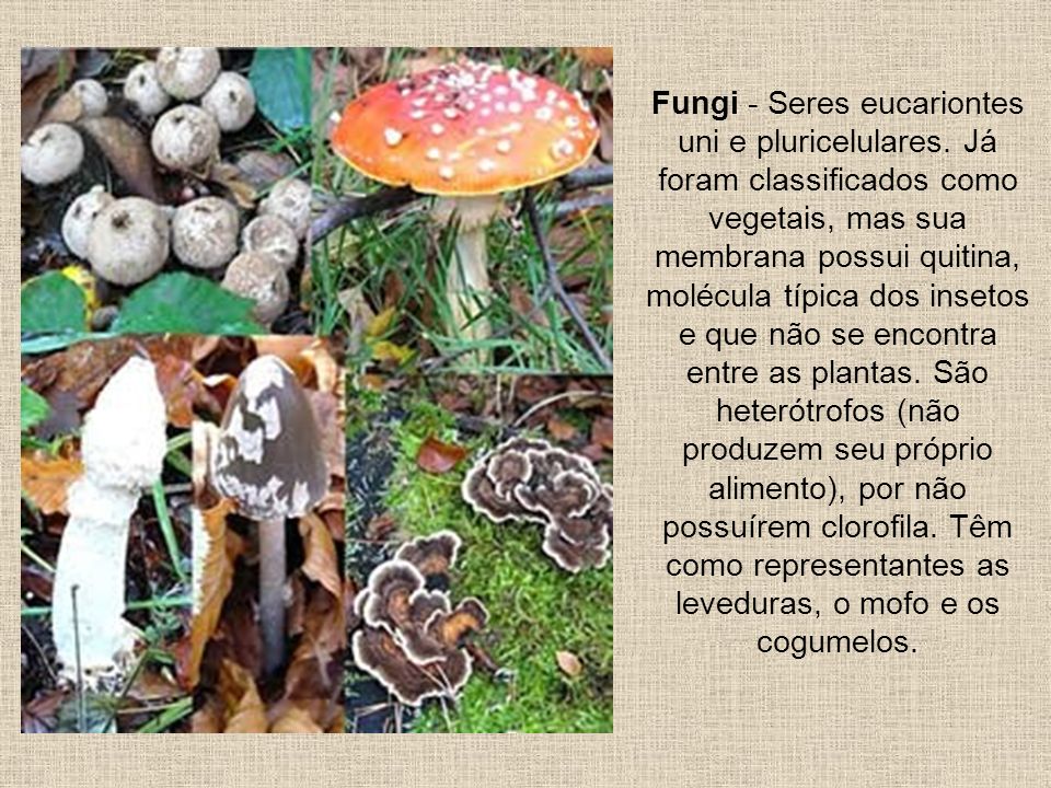 Fungi - Seres eucariontes uni e pluricelulares