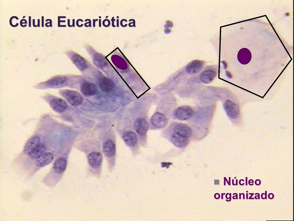 Célula Eucariótica Núcleo organizado
