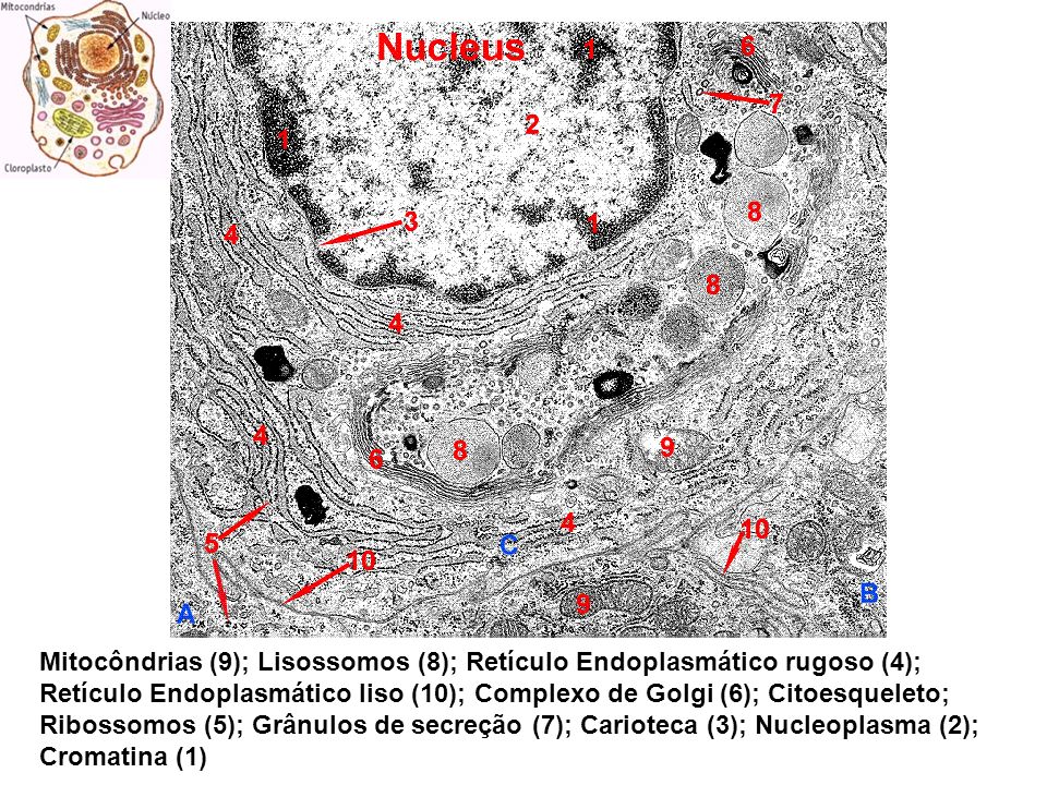 Mitocôndrias (9); Lisossomos (8); Retículo Endoplasmático rugoso (4); Retículo Endoplasmático liso (10); Complexo de Golgi (6); Citoesqueleto; Ribossomos (5); Grânulos de secreção (7); Carioteca (3); Nucleoplasma (2); Cromatina (1)