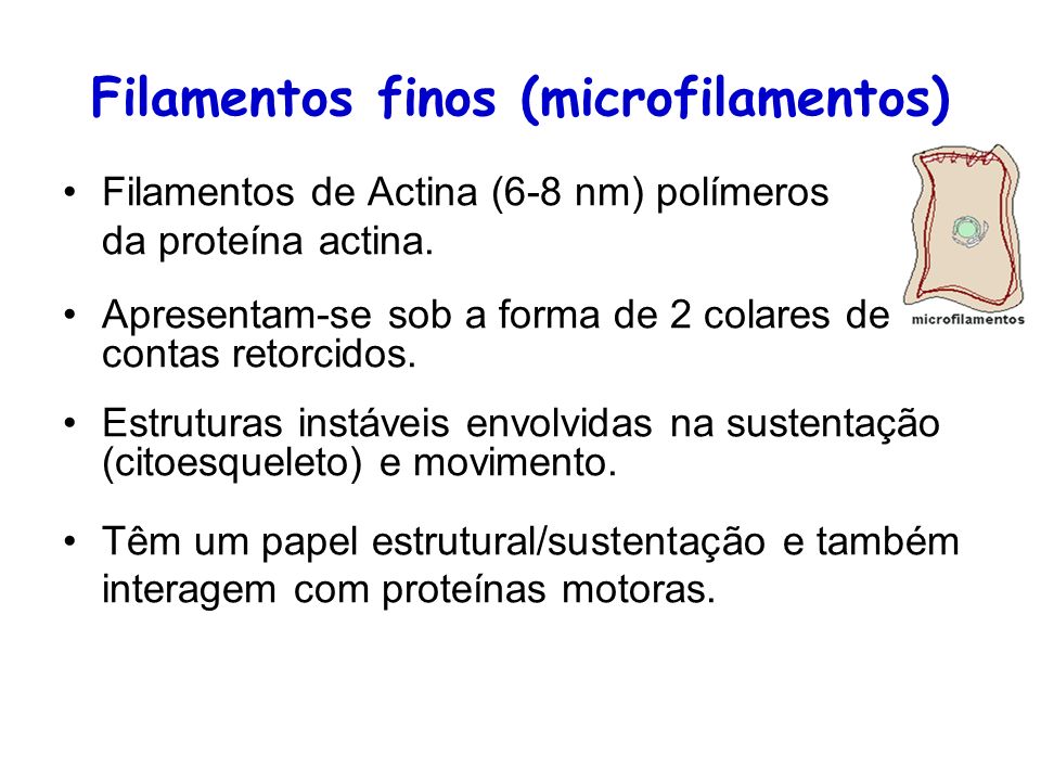 Filamentos finos (microfilamentos)
