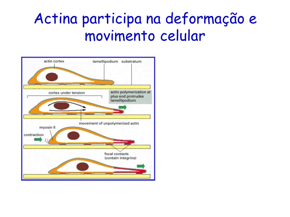 Actina participa na deformação e movimento celular