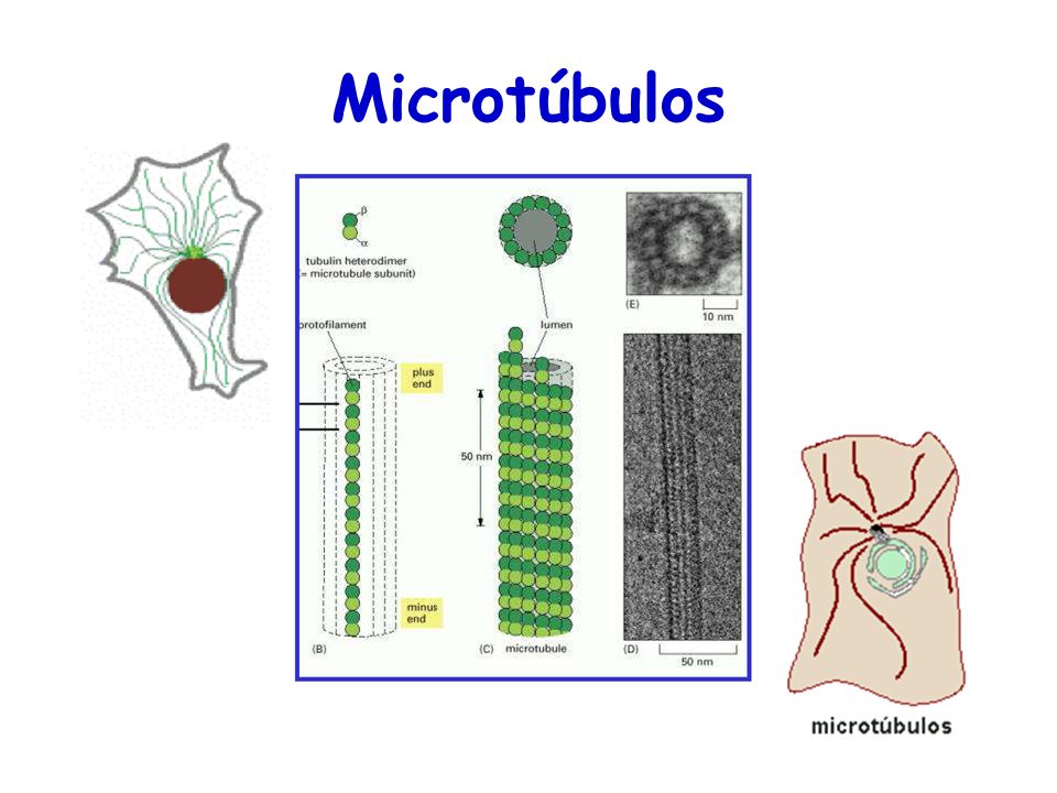 Microtúbulos