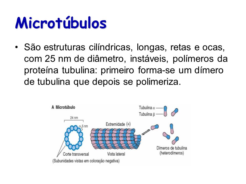 Microtúbulos